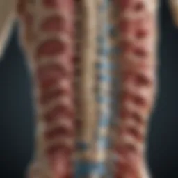 Illustration of spinal anatomy affected by ankylosing spondylitis