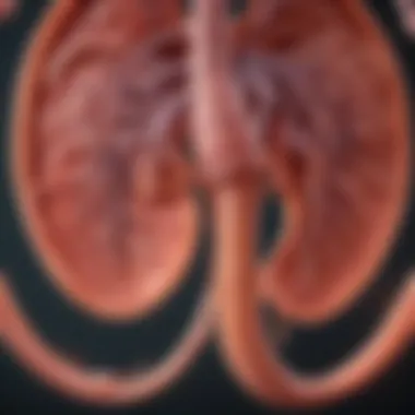 Diagram of Kidney Function and Health Visual representation of kidney function