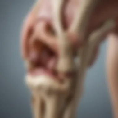 Healthy knee joint structure illustrating cartilage anatomy