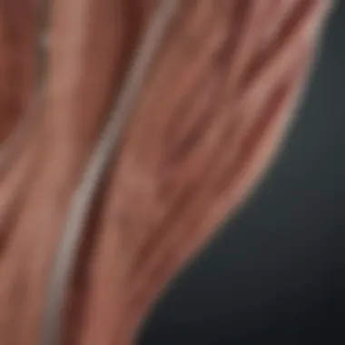 Illustration of muscle fibers during exertion