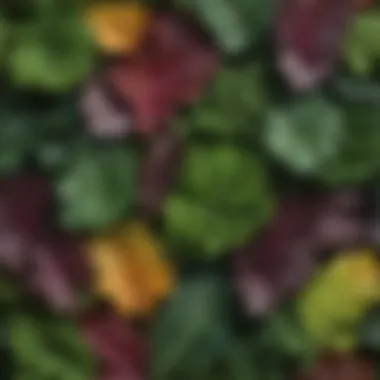 Vibrant Leafy Greens Close-up of leafy greens showcasing their vibrant colors and textures