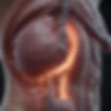 Liver ultrasound imaging showcasing liver structure