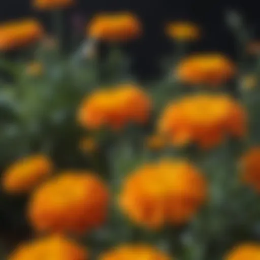 Close-up of marigold flowers showcasing their vibrant colors.