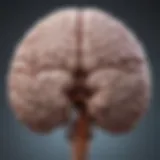 Illustration showcasing brain regions affected by mild cerebral atrophy