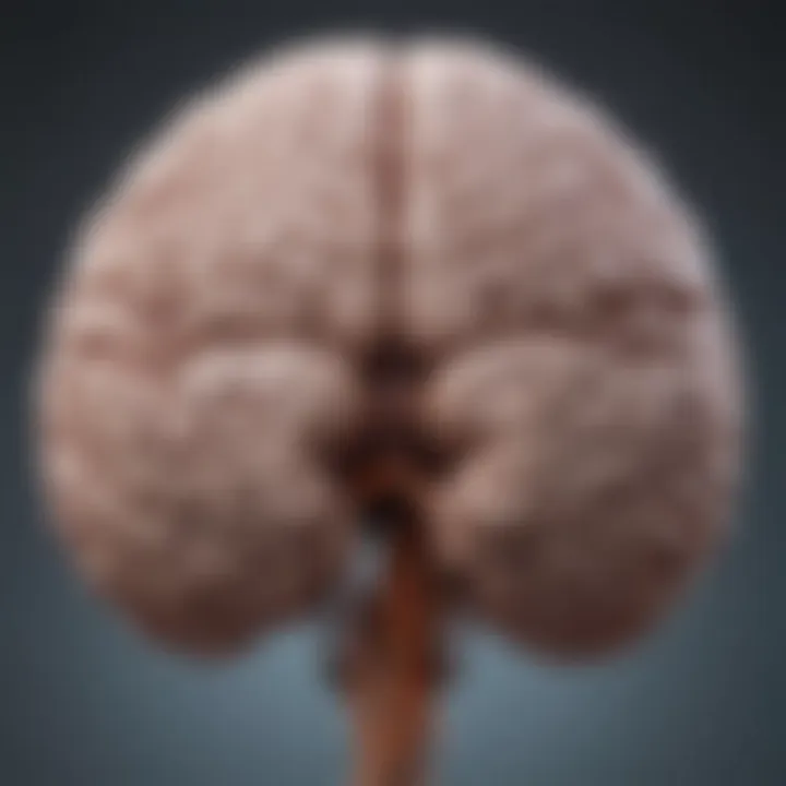 Illustration showcasing brain regions affected by mild cerebral atrophy