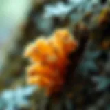 Mold Spore Identification: A Comprehensive Guide Introduction