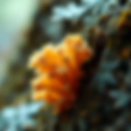 Mold Spore Identification: A Comprehensive Guide Introduction