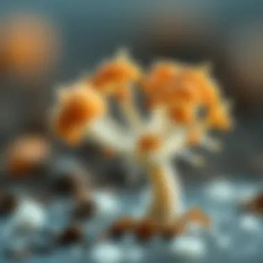 Notable Mold Spore Identification: A Comprehensive Guide Notable Mold Spore Identification: A Comprehensive Guide