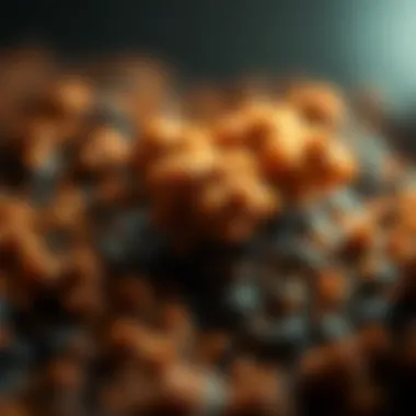 Mold Spore Identification: A Comprehensive Guide Summary Mold Spore Identification: A Comprehensive Guide Summary