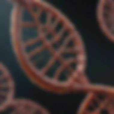 Mitochondrial DNA Structure Visualization of mitochondrial DNA structure