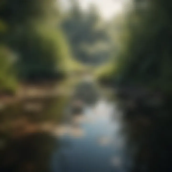 Close-up of aquatic plants in a pond, highlighting biodiversity.