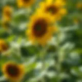 Sunflower Seedling Identification: A Comprehensive Guide Introduction