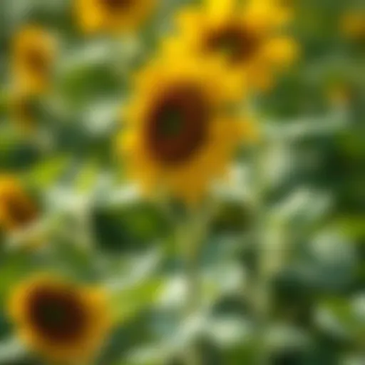 Sunflower Seedling Identification: A Comprehensive Guide Introduction