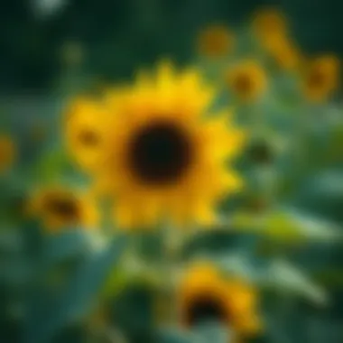 Notable Sunflower Seedling Identification: A Comprehensive Guide