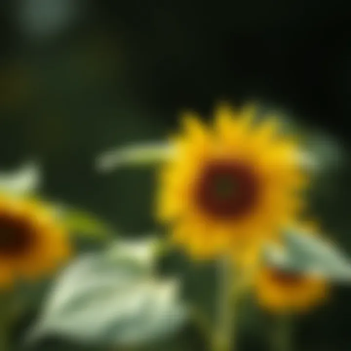 Sunflower Seedling Identification: A Comprehensive Guide Summary