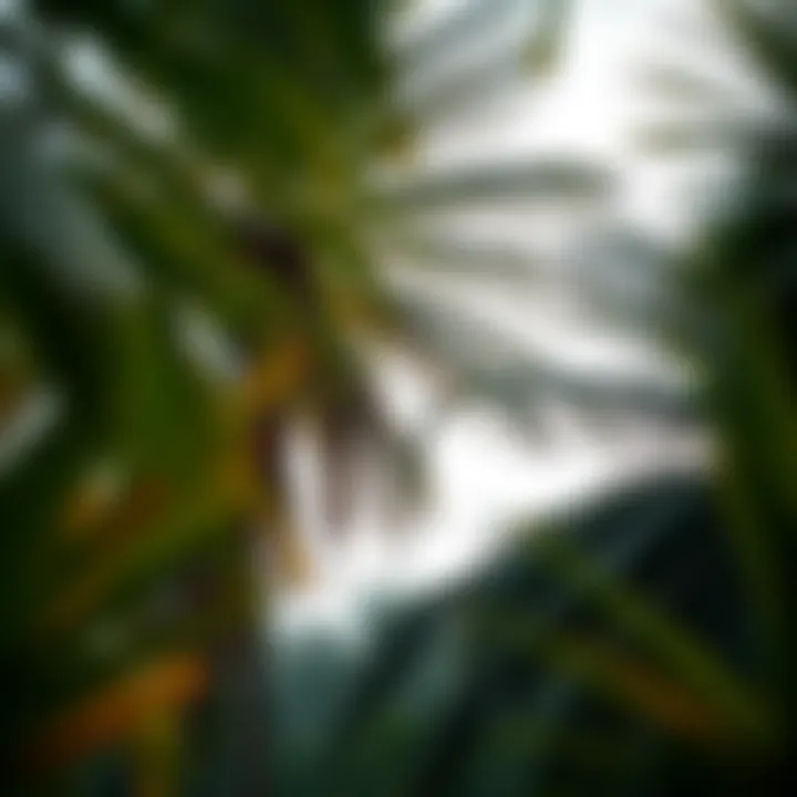 The Environmental Impact of Palm Oil: An In-depth Analysis Introduction