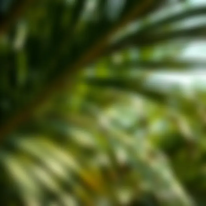 Notable The Environmental Impact of Palm Oil: An In-depth Analysis