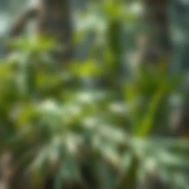 The Environmental Impact of Palm Oil: An In-depth Analysis Summary