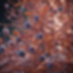 Diverse gut bacteria in a healthy microbiome