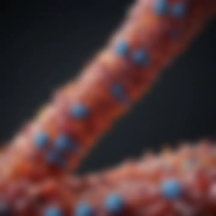 Graph illustrating the connection between gut health and insulin sensitivity