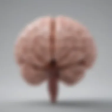 Brain Regions Influenced by Vitamin D Diagram depicting brain regions affected by vitamin D