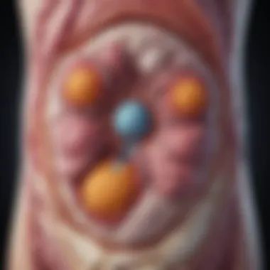 Anatomy of the Pancreas: Hormone-Producing Cells Illustration depicting the structure of the pancreas with labeled hormone-producing cells