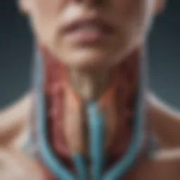 Anatomical structure of the thyroid gland