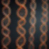 Representation of mitochondrial DNA structure