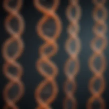 Representation of mitochondrial DNA structure