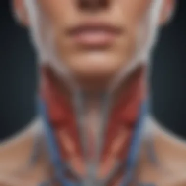 Thyroid gland illustration highlighting its location and function