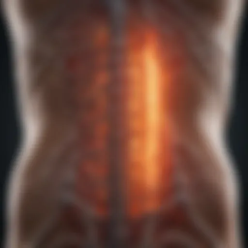 Illustration depicting inflammation within the spinal cord