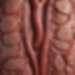 Illustration of a normal aorta compared to an enlarged aorta