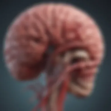 Anatomy of a Brain Aneurysm Diagram illustrating the structure of a brain aneurysm