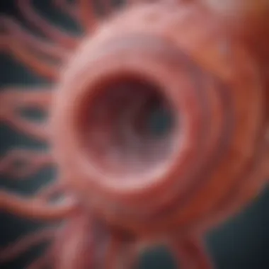 Intestinal Barrier Function and Permeability Illustration depicting the intestinal barrier and its permeability
