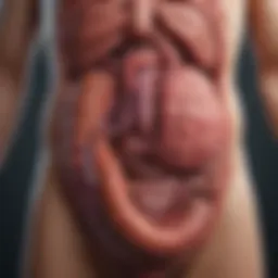 Illustration depicting the digestive system affected by IBD