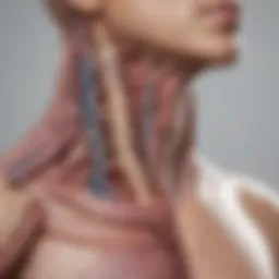 Anatomy of the esophagus showing sections affected by cancer
