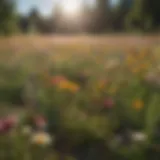 A vibrant meadow filled with diverse flowering plants attracting pollinators.