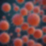 Visualization of antinuclear antibodies using immunofluorescence assay