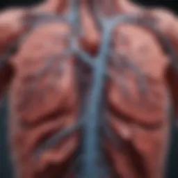 Illustration depicting the anatomy of the pulmonary artery