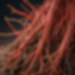 Close-up of red ginseng roots showcasing their unique texture