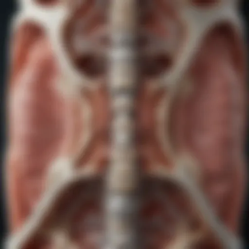 Anatomical illustration of the lumbar spine showcasing retrolisthesis