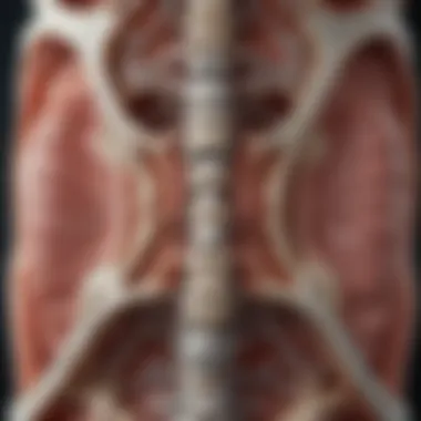 Anatomical Overview of Retrolisthesis in the Lumbar Spine Anatomical illustration of the lumbar spine showcasing retrolisthesis
