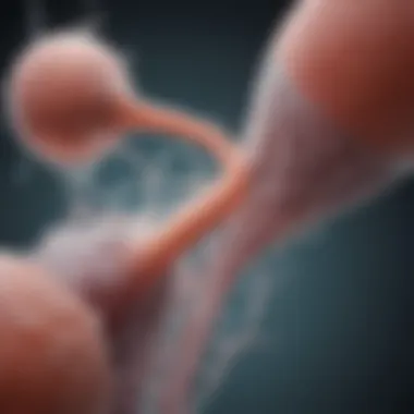 Sperm Production Mechanisms Illustration of the male reproductive system highlighting sperm production