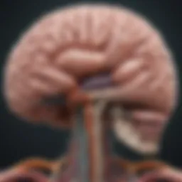 Detailed anatomical map of the brain highlighting key regions