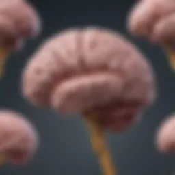 Illustration of brain regions involved in epilepsy