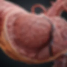 Illustration of the liver anatomy highlighting enzyme functions