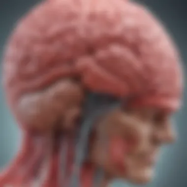 Impact of Hypertension on Brain Vascular Health A detailed diagram illustrating the brain's vascular system and its relation to hypertension.