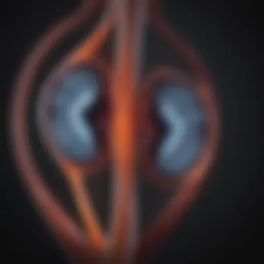 Sonogram Depicting Healthy Kidney Function Sonogram of healthy kidneys