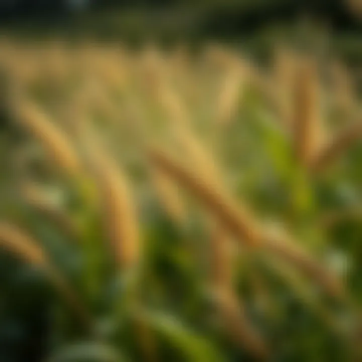 Notable Wheat Nutrient Removal: An In-Depth Examination
