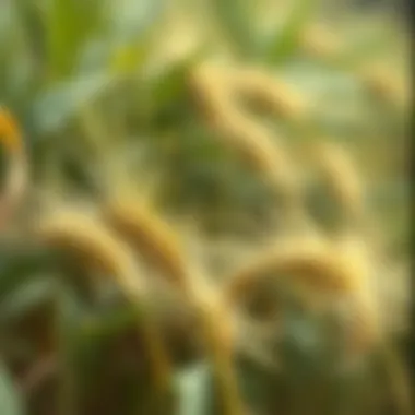 Wheat Nutrient Removal: An In-Depth Examination Summary
